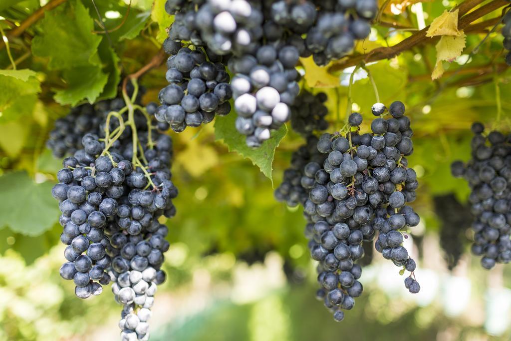 Weingut Innerleiterhof Hotel Schenna